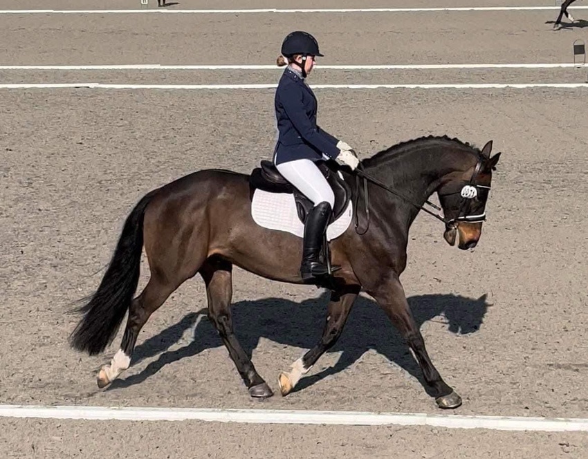 AREA 5 SEIB INTRODUCTORY DRESSAGE & PAIRS QUALIFIER 2024